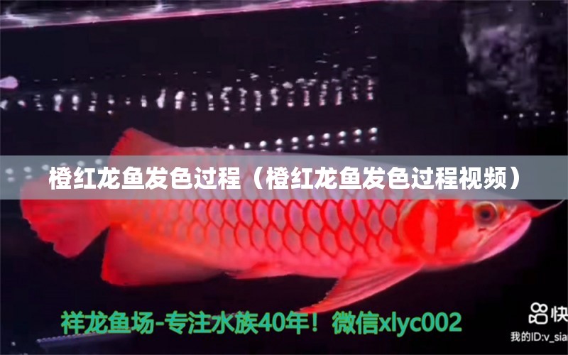 橙紅龍魚發(fā)色過程（橙紅龍魚發(fā)色過程視頻）