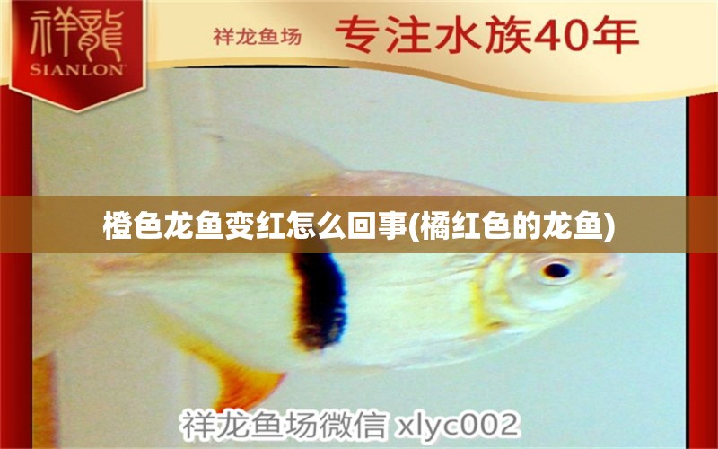 橙色龍魚變紅怎么回事(橘紅色的龍魚) 黃金鴨嘴魚