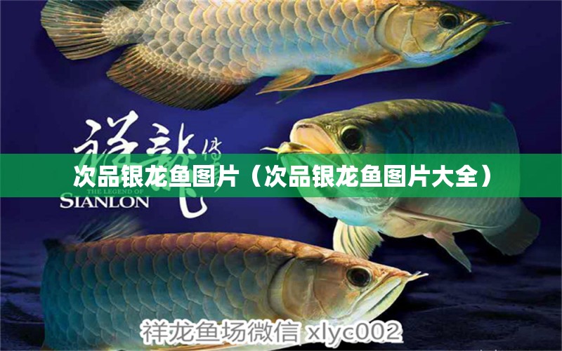 次品銀龍魚圖片（次品銀龍魚圖片大全） 銀龍魚