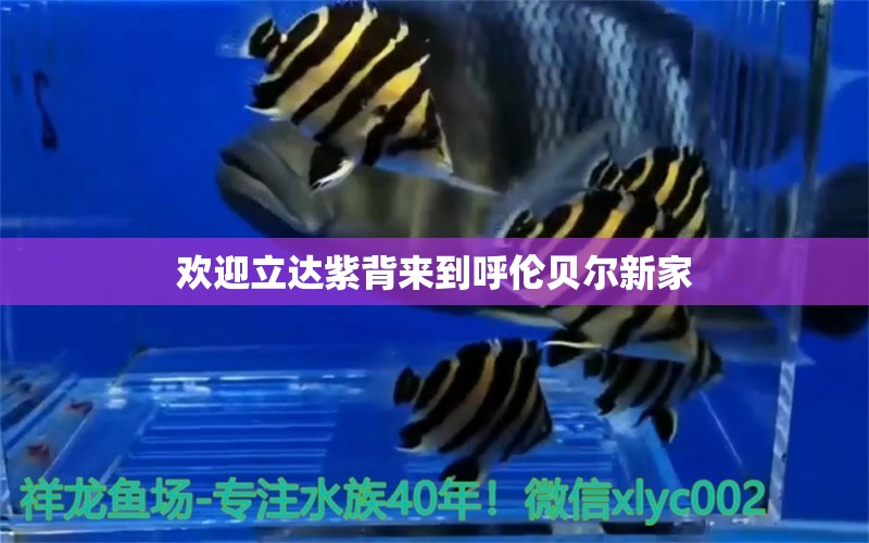 歡迎立達(dá)紫背來(lái)到呼倫貝爾新家 龍魚(yú)專用燈