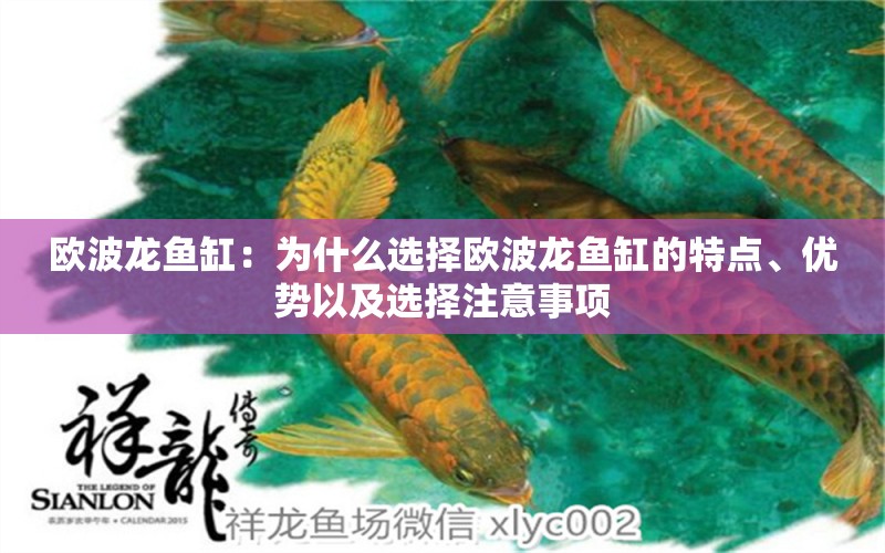 歐波龍魚缸：為什么選擇歐波龍魚缸的特點(diǎn)、優(yōu)勢(shì)以及選擇注意事項(xiàng) 高背金龍魚