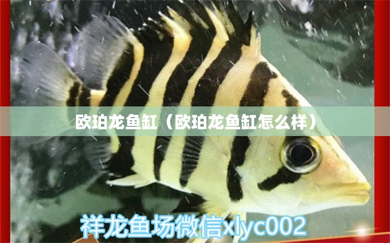 歐珀龍魚(yú)缸（歐珀龍魚(yú)缸怎么樣） 綠皮辣椒小紅龍