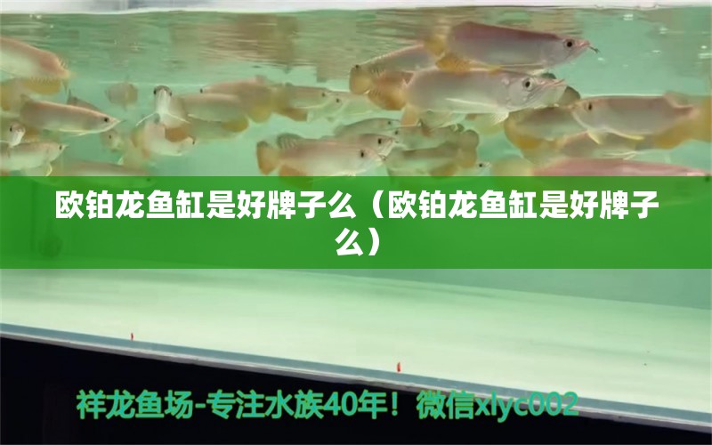 歐鉑龍魚缸是好牌子么（歐鉑龍魚缸是好牌子么） 廣州龍魚批發(fā)市場