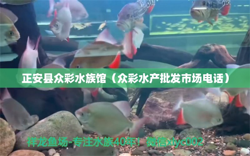 正安縣眾彩水族館（眾彩水產(chǎn)批發(fā)市場電話） 全國水族館企業(yè)名錄