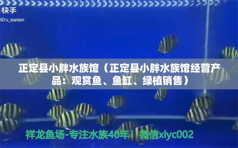 正定縣小胖水族館（正定縣小胖水族館經(jīng)營產(chǎn)品：觀賞魚、魚缸、綠植銷售） 全國觀賞魚市場 第2張