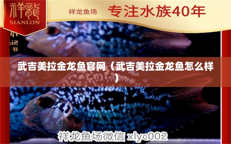 武吉美拉金龍魚官網(wǎng)（武吉美拉金龍魚怎么樣） 武吉美拉金龍魚