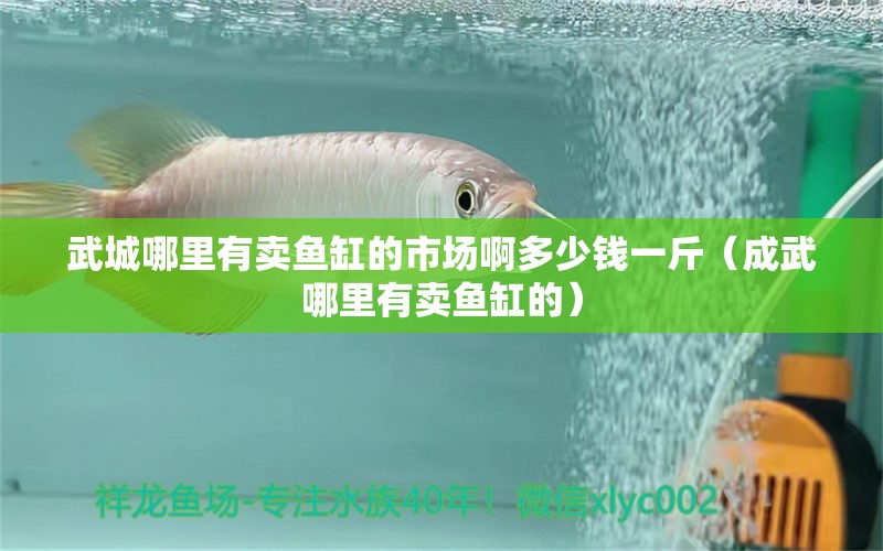 武城哪里有賣魚缸的市場啊多少錢一斤（成武哪里有賣魚缸的）