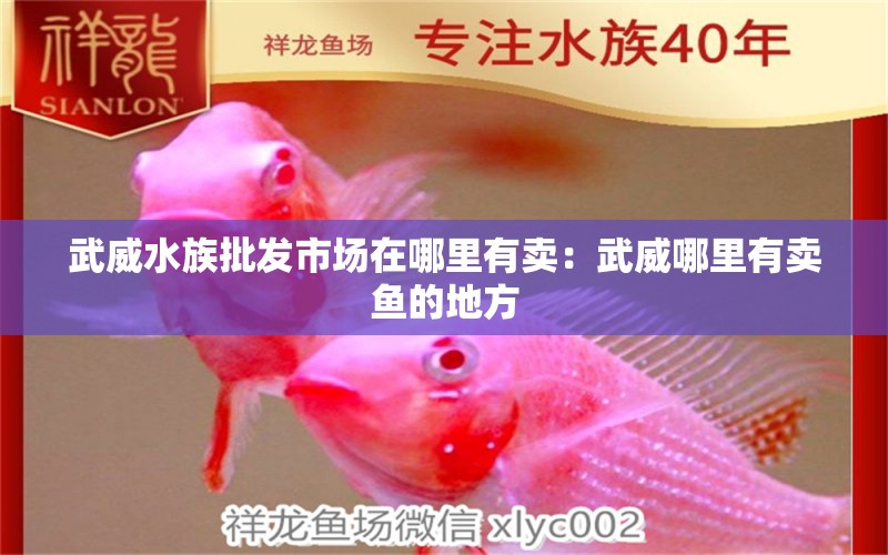 武威水族批發(fā)市場在哪里有賣：武威哪里有賣魚的地方