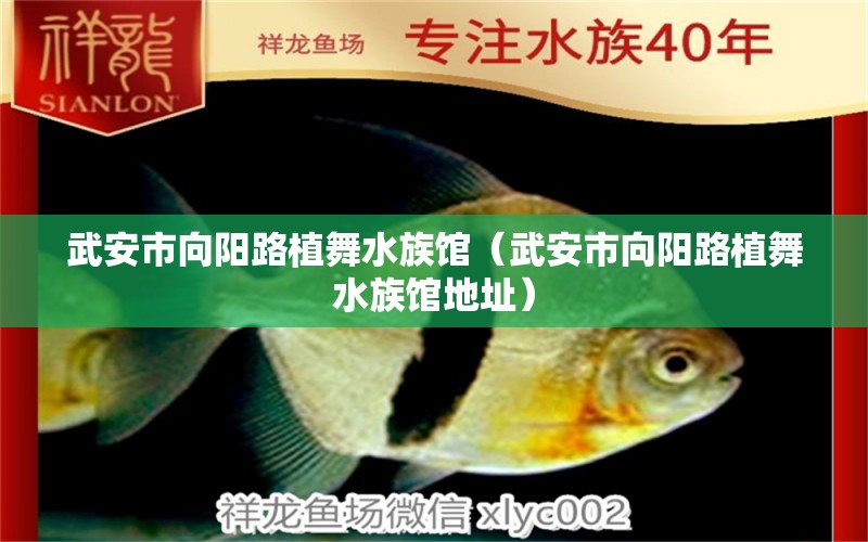 武安市向陽(yáng)路植舞水族館（武安市向陽(yáng)路植舞水族館地址） 全國(guó)水族館企業(yè)名錄