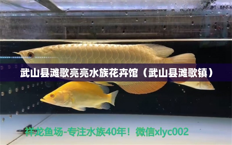 武山縣灘歌亮亮水族花卉館（武山縣灘歌鎮(zhèn)） 全國(guó)水族館企業(yè)名錄