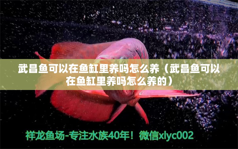 武昌魚(yú)可以在魚(yú)缸里養(yǎng)嗎怎么養(yǎng)（武昌魚(yú)可以在魚(yú)缸里養(yǎng)嗎怎么養(yǎng)的）