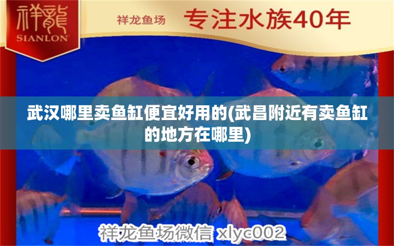 武漢哪里賣魚缸便宜好用的(武昌附近有賣魚缸的地方在哪里) 福虎/異型虎魚/純色虎魚