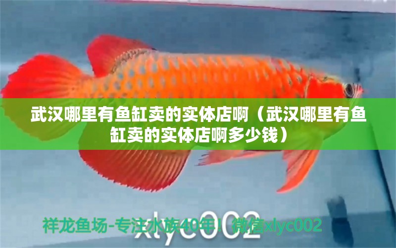 武漢哪里有魚缸賣的實體店啊（武漢哪里有魚缸賣的實體店啊多少錢）