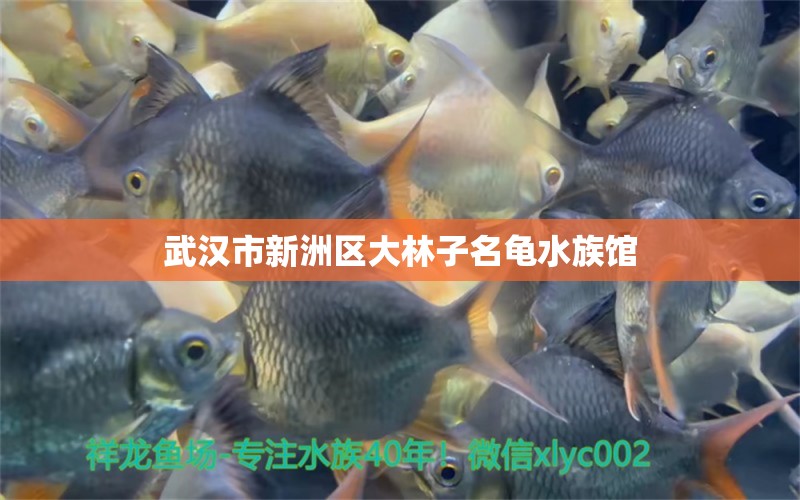 武漢市新洲區(qū)大林子名龜水族館