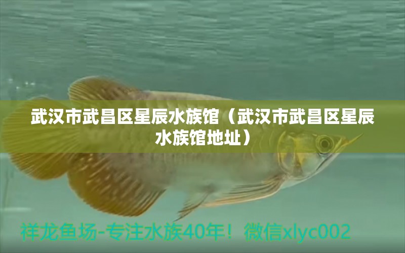 武漢市武昌區(qū)星辰水族館（武漢市武昌區(qū)星辰水族館地址）