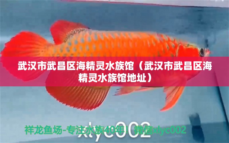 武漢市武昌區(qū)海精靈水族館（武漢市武昌區(qū)海精靈水族館地址）