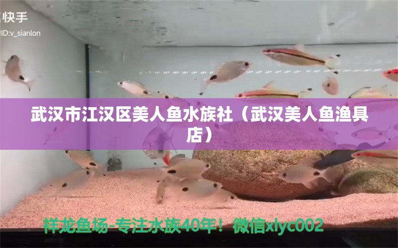 武漢市江漢區(qū)美人魚水族社（武漢美人魚漁具店） 全國(guó)水族館企業(yè)名錄