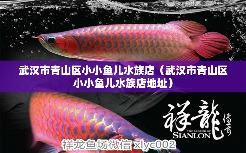 武漢市青山區(qū)小小魚(yú)兒水族店（武漢市青山區(qū)小小魚(yú)兒水族店地址）