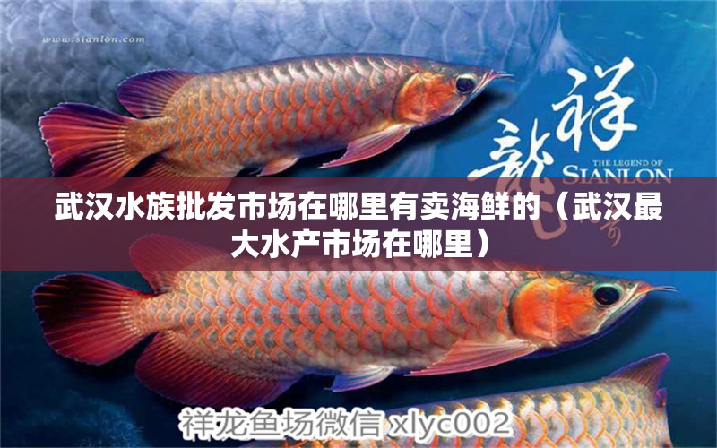 武漢水族批發(fā)市場(chǎng)在哪里有賣海鮮的（武漢最大水產(chǎn)市場(chǎng)在哪里） 羽毛刀魚苗