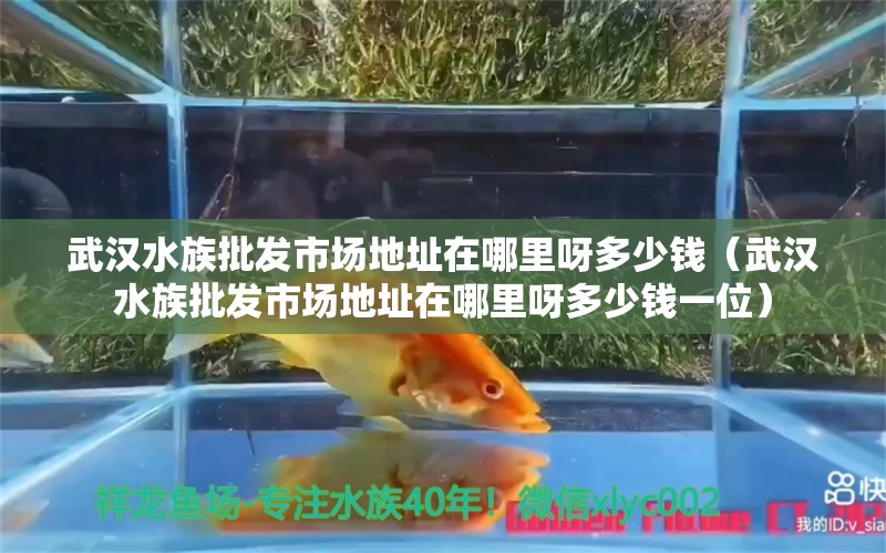 武漢水族批發(fā)市場地址在哪里呀多少錢（武漢水族批發(fā)市場地址在哪里呀多少錢一位） 觀賞魚水族批發(fā)市場