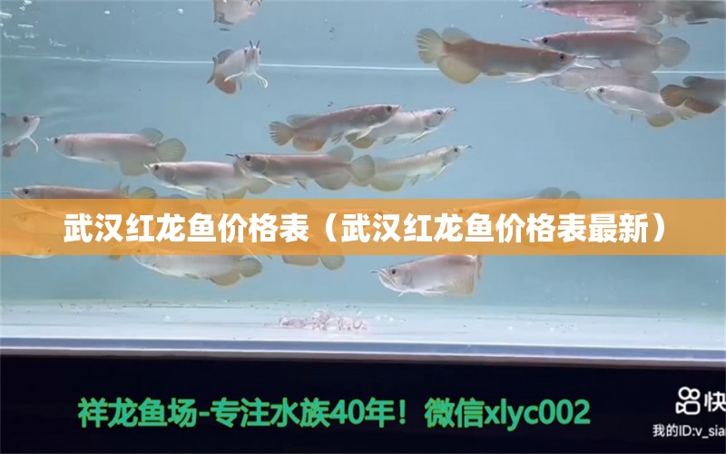 武漢紅龍魚價格表（武漢紅龍魚價格表最新） 藍帆三間魚