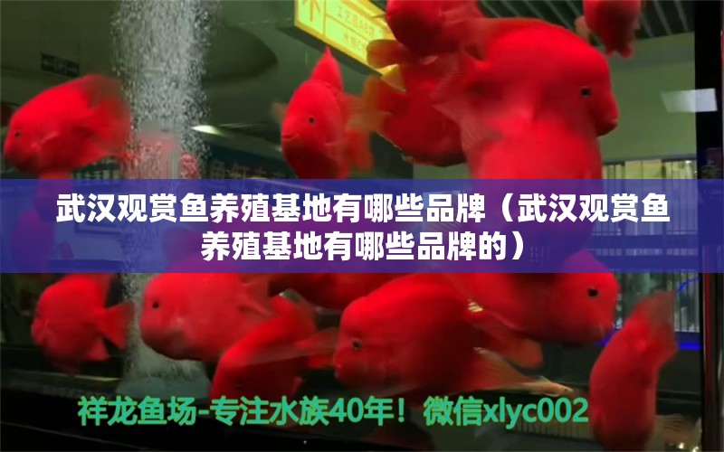 武漢觀賞魚養(yǎng)殖基地有哪些品牌（武漢觀賞魚養(yǎng)殖基地有哪些品牌的）