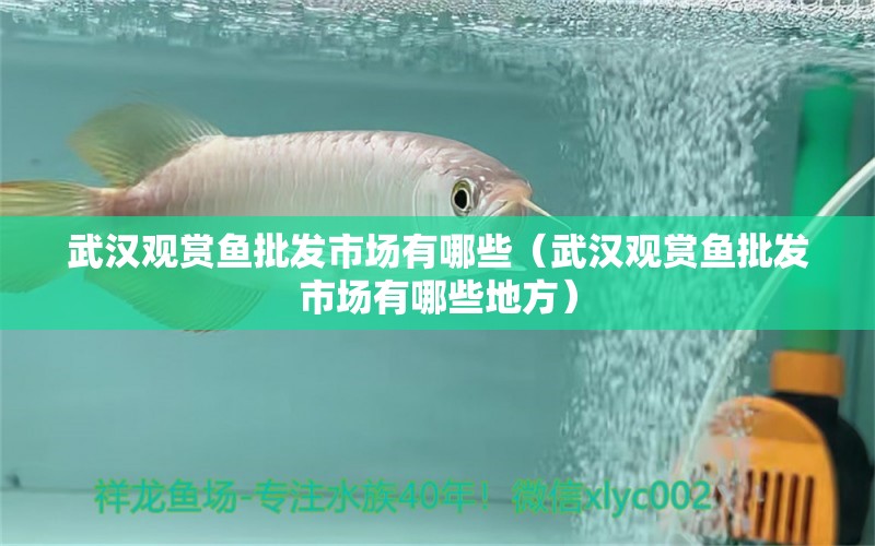 武漢觀賞魚批發(fā)市場有哪些（武漢觀賞魚批發(fā)市場有哪些地方）