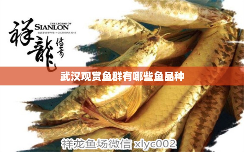 武漢觀賞魚群有哪些魚品種