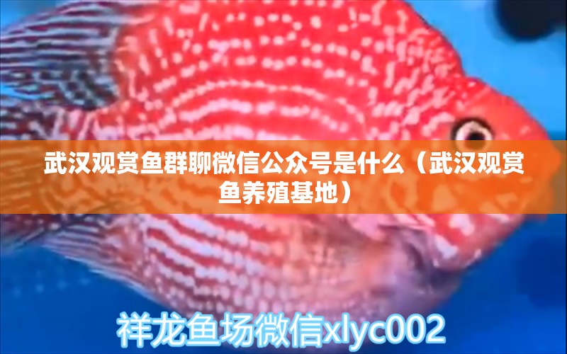 武漢觀賞魚群聊微信公眾號是什么（武漢觀賞魚養(yǎng)殖基地） 帝王血鉆