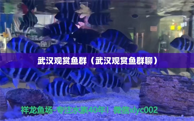 武漢觀賞魚群（武漢觀賞魚群聊） 量子養(yǎng)魚技術(shù)