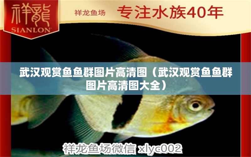 武漢觀賞魚魚群圖片高清圖（武漢觀賞魚魚群圖片高清圖大全）