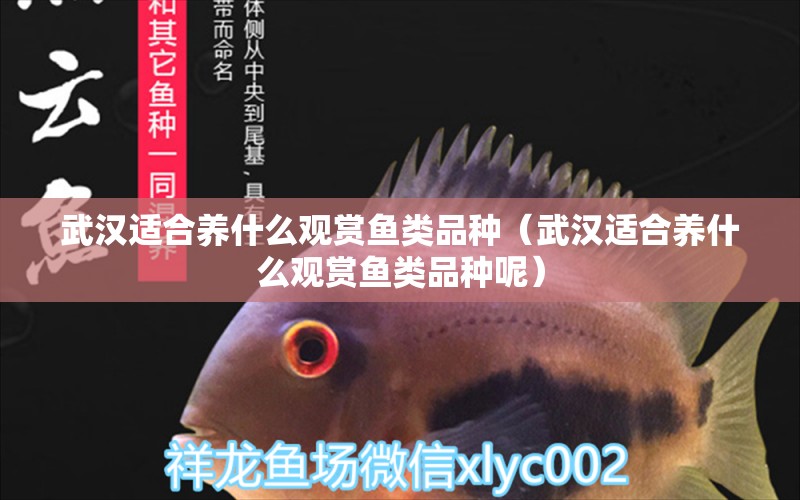 武漢適合養(yǎng)什么觀賞魚(yú)類(lèi)品種（武漢適合養(yǎng)什么觀賞魚(yú)類(lèi)品種呢）