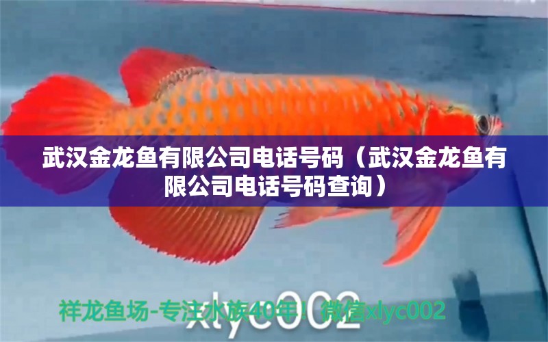 武漢金龍魚有限公司電話號碼（武漢金龍魚有限公司電話號碼查詢）