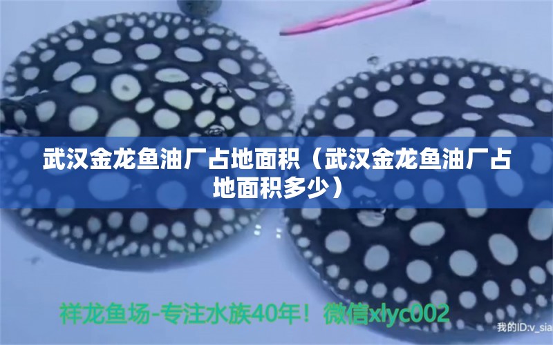 武漢金龍魚油廠占地面積（武漢金龍魚油廠占地面積多少） 青龍魚