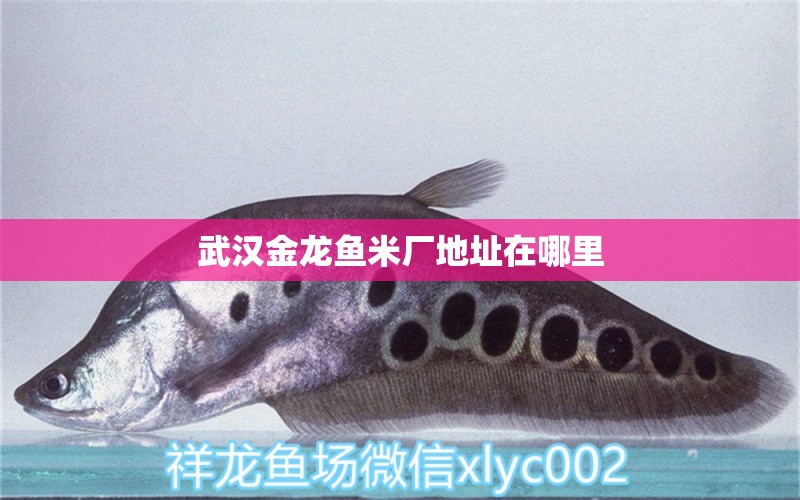 武漢金龍魚米廠地址在哪里 魚缸百科