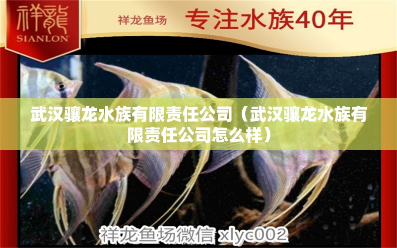 武漢驤龍水族有限責(zé)任公司（武漢驤龍水族有限責(zé)任公司怎么樣）