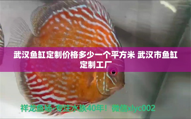 武漢魚缸定制價(jià)格多少一個(gè)平方米 武漢市魚缸定制工廠 食人魚（水虎） 第1張