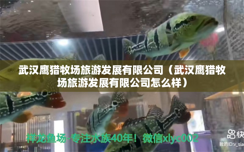 武漢鷹獵牧場旅游發(fā)展有限公司（武漢鷹獵牧場旅游發(fā)展有限公司怎么樣）