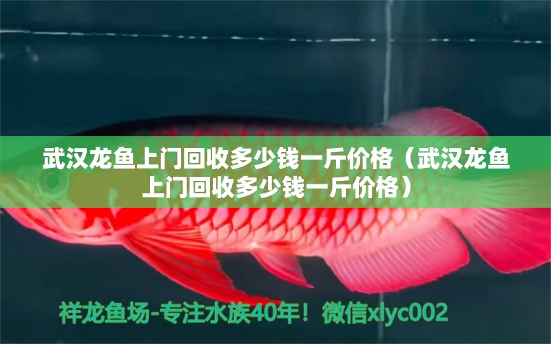 武漢龍魚(yú)上門(mén)回收多少錢(qián)一斤價(jià)格（武漢龍魚(yú)上門(mén)回收多少錢(qián)一斤價(jià)格）