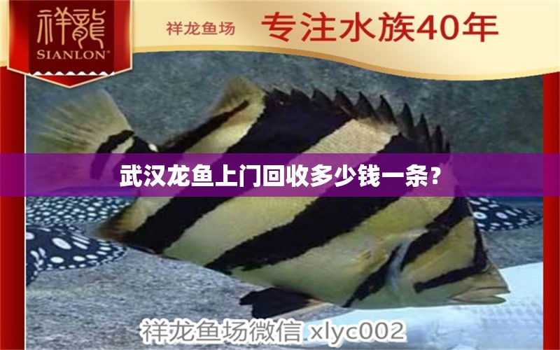 武漢龍魚上門回收多少錢一條？ 水族燈（魚缸燈）