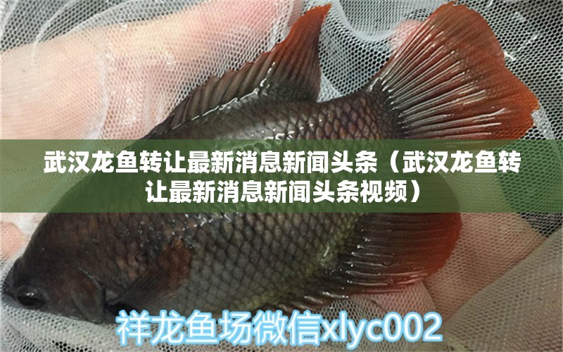 武漢龍魚轉(zhuǎn)讓最新消息新聞頭條（武漢龍魚轉(zhuǎn)讓最新消息新聞頭條視頻） 觀賞魚市場（混養(yǎng)魚）