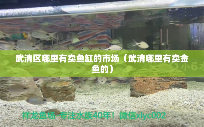 武清區(qū)哪里有賣魚缸的市場（武清哪里有賣金魚的） 廣州觀賞魚批發(fā)市場