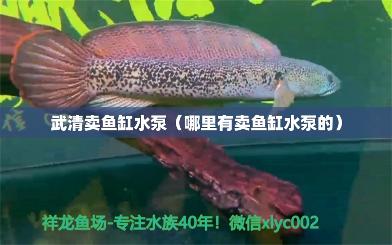 武清賣(mài)魚(yú)缸水泵（哪里有賣(mài)魚(yú)缸水泵的） 大白鯊魚(yú)