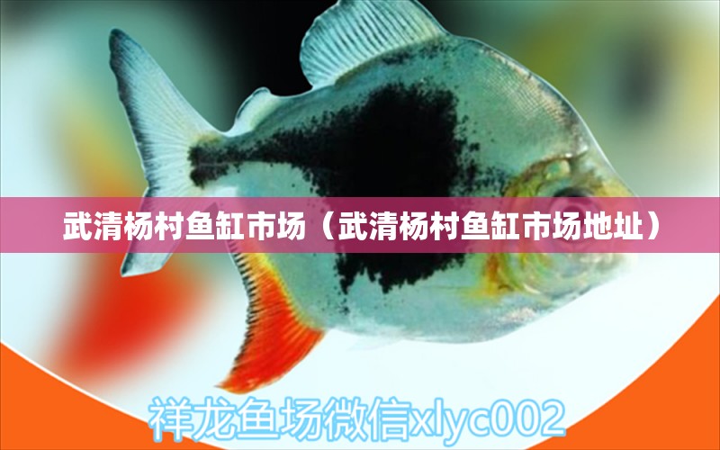 武清楊村魚缸市場（武清楊村魚缸市場地址）