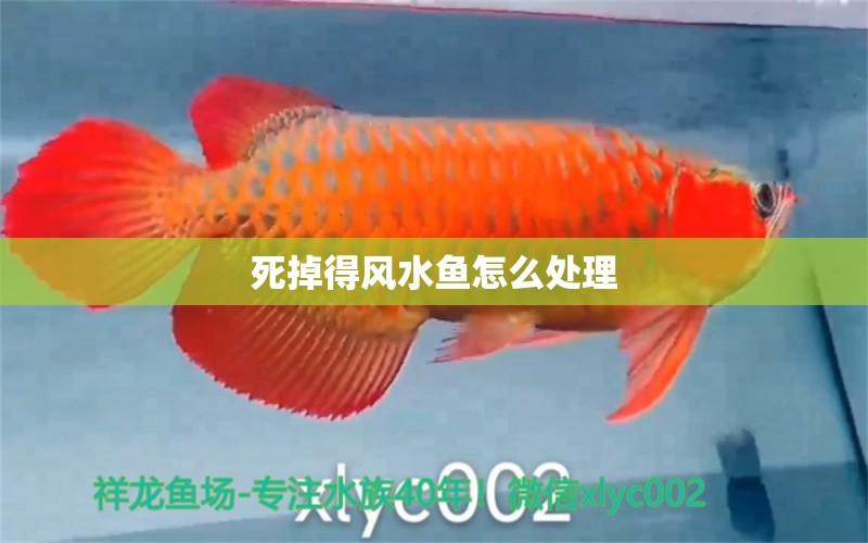 死掉得風(fēng)水魚怎么處理