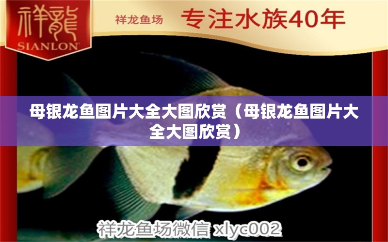 母銀龍魚圖片大全大圖欣賞（母銀龍魚圖片大全大圖欣賞） 銀龍魚