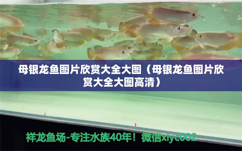 母銀龍魚圖片欣賞大全大圖（母銀龍魚圖片欣賞大全大圖高清）