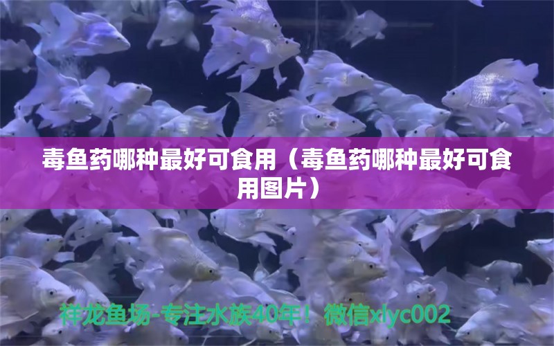 毒魚藥哪種最好可食用（毒魚藥哪種最好可食用圖片） 海水魚（海水魚批發(fā)）