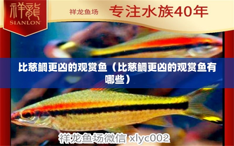 比慈鯛更兇的觀賞魚（比慈鯛更兇的觀賞魚有哪些） 祥龍水族醫(yī)院