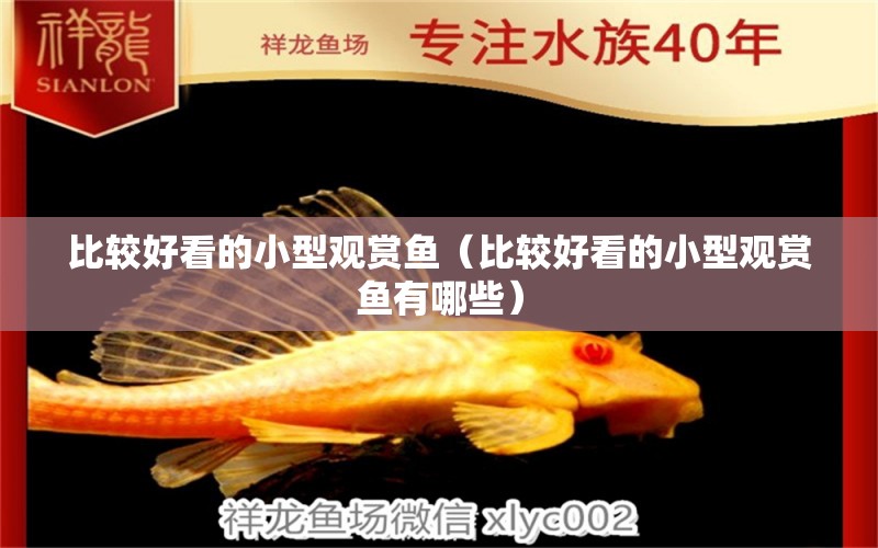 比較好看的小型觀賞魚（比較好看的小型觀賞魚有哪些）